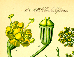Illustration Fenchel Foeniculum vulgare