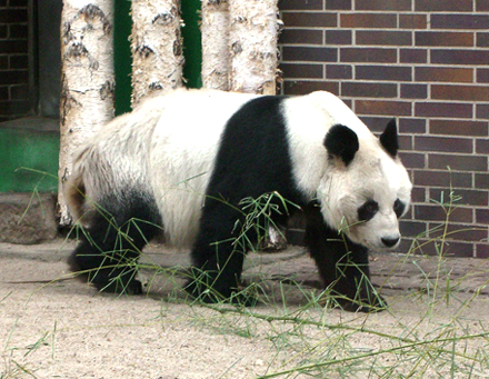 Berliner Zoo Bao-Bao Times wikipedia.de