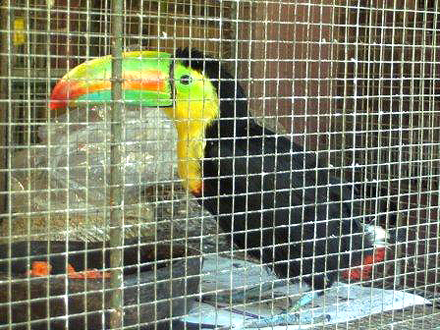 Tukan in Gefangenschaft Foto: Anne Hild