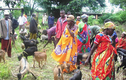 Karuzi Burundi goats J. Bariyanga