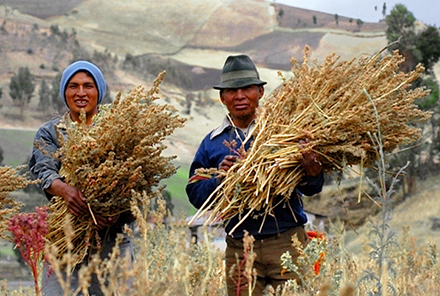 Fairtrade-Projekt zum Quinoa-Anbau in Ekuador Foto: Dider Gentilhomme