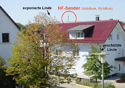 zwei lindenbäume, eine abgeschirmt, geschützt durch ein haus, die zweite frei stehend, den strahlen ausgesetzt