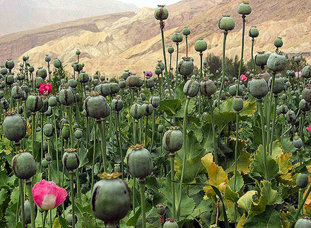 Mohnfeld in Afghanistan | Foto: davric