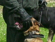 deutscher Sch&auml;ferhund Polizei auf anti "Pro K&ouml;ln" Kundegebung Foto: Hans-Detlev von Kirchbach