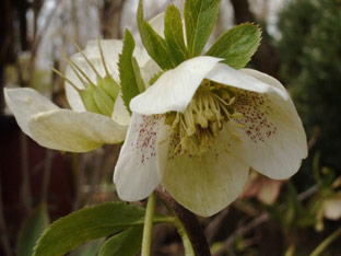 Blüht im Winter: Weiße Christrose