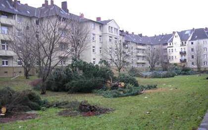 Der Innenhof mit den abgesgten Nadelbumen