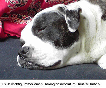 Hund