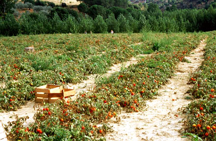 San Marzano-Tomatenfeld unterhalb des tna