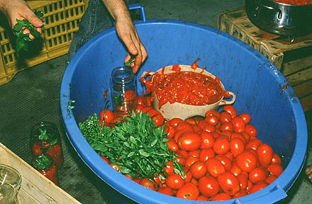 Gepellte Tomaten und Basilikum warten aufs Einfllen.