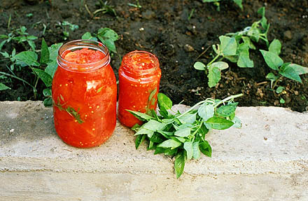 Herrlicher Tomatenvorrat für den Winter.