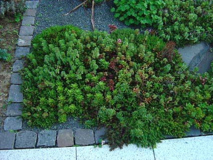 Trockenes Beet mit Splittabdeckung