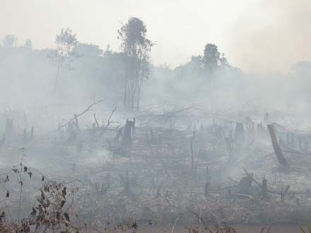 Regenwald in Kalimantan brennt für Palmöl-Plantagen
