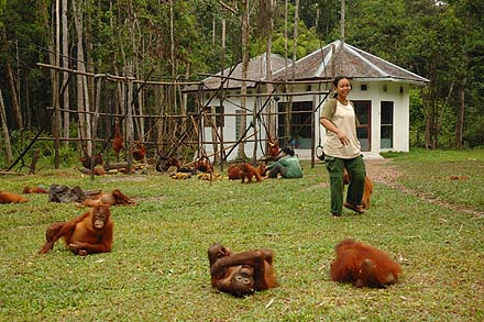 Orang Utan-Babyschule in Nyaru Menteng 