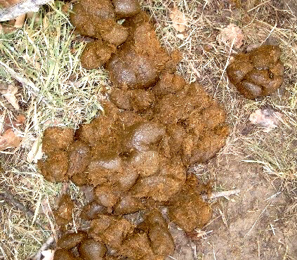 Pferdeäpfel