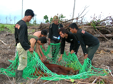 Orang Utans retten